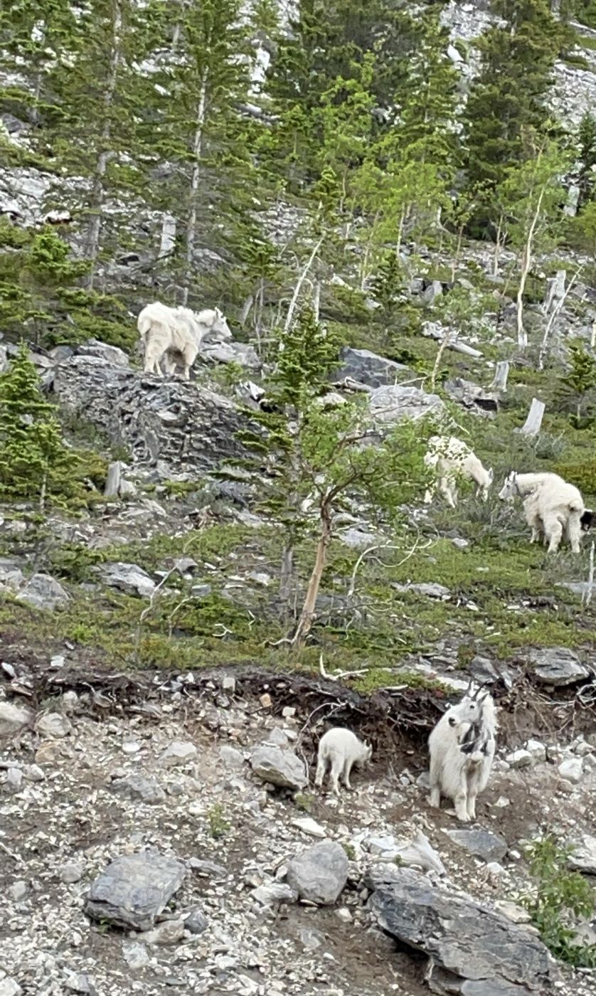 Explore Banff National Park and Beyond